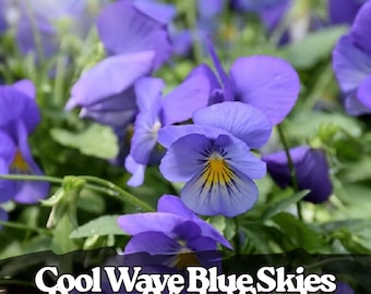 200 Wave Blue Skies Pansy Seeds | Trailing Viola, Spring & Fall Blooms