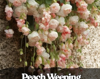 25 semi di begonia piangente color pesca con fiori a cascata, semi di fiori da giardino in contenitori e cesti appesi