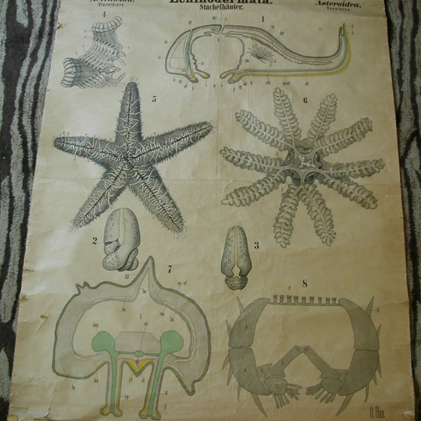 1880s starfish chart scientific large size