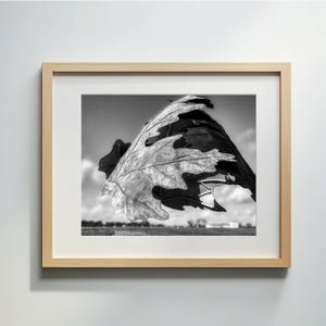 Fliegendes Ahornblatt | Reise Fotografie Drucke | Skurrile Wandkunst Monochromer Druck | Kanada Home Decor