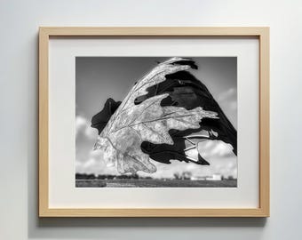 Flying Maple Leaf | Travel Photography Prints | Quirky Wall Art Monochrome Print | Canada Home Decor