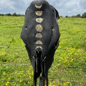 Hand-Painted Black Cow Skull with Moon Phase Design – Rustic Bone Wall Art, Western Decor, One-of-a-Kind Farmhouse Piece