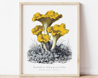 Golden Chanterelle Mushroom Print - Vintage Botanical Illustration - Mycology Wall Art