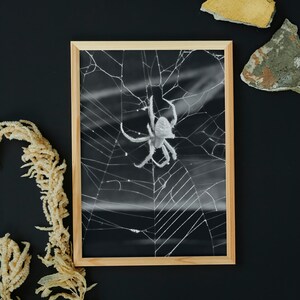 Spider working on its web.