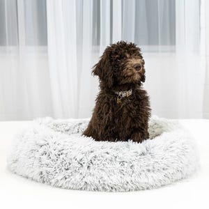 May include: A brown dog sits in a fluffy, light gray pet bed. The dog has curly fur and a collar with a tag. The bed is round and has a soft, plush appearance, creating a cozy space for the pet.