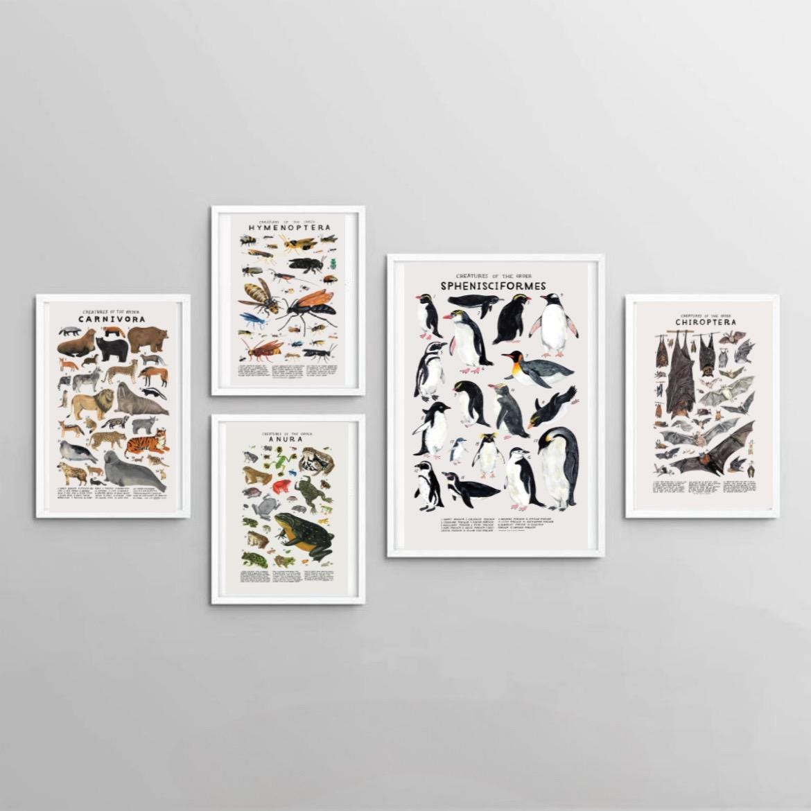 A4 Animal Taxonomy Poster Bundle – 5 Print Set