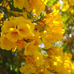 May include: Close-up of vibrant yellow flowers in full bloom. The petals have a delicate, layered texture, with subtle orange veining. The flowers are clustered together, creating a dense, sunny display. Green foliage provides a contrasting backdrop, with a hint of blue sky.