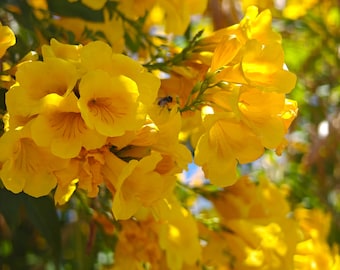 Yellow Bells Seeds - Tacoma Stans
