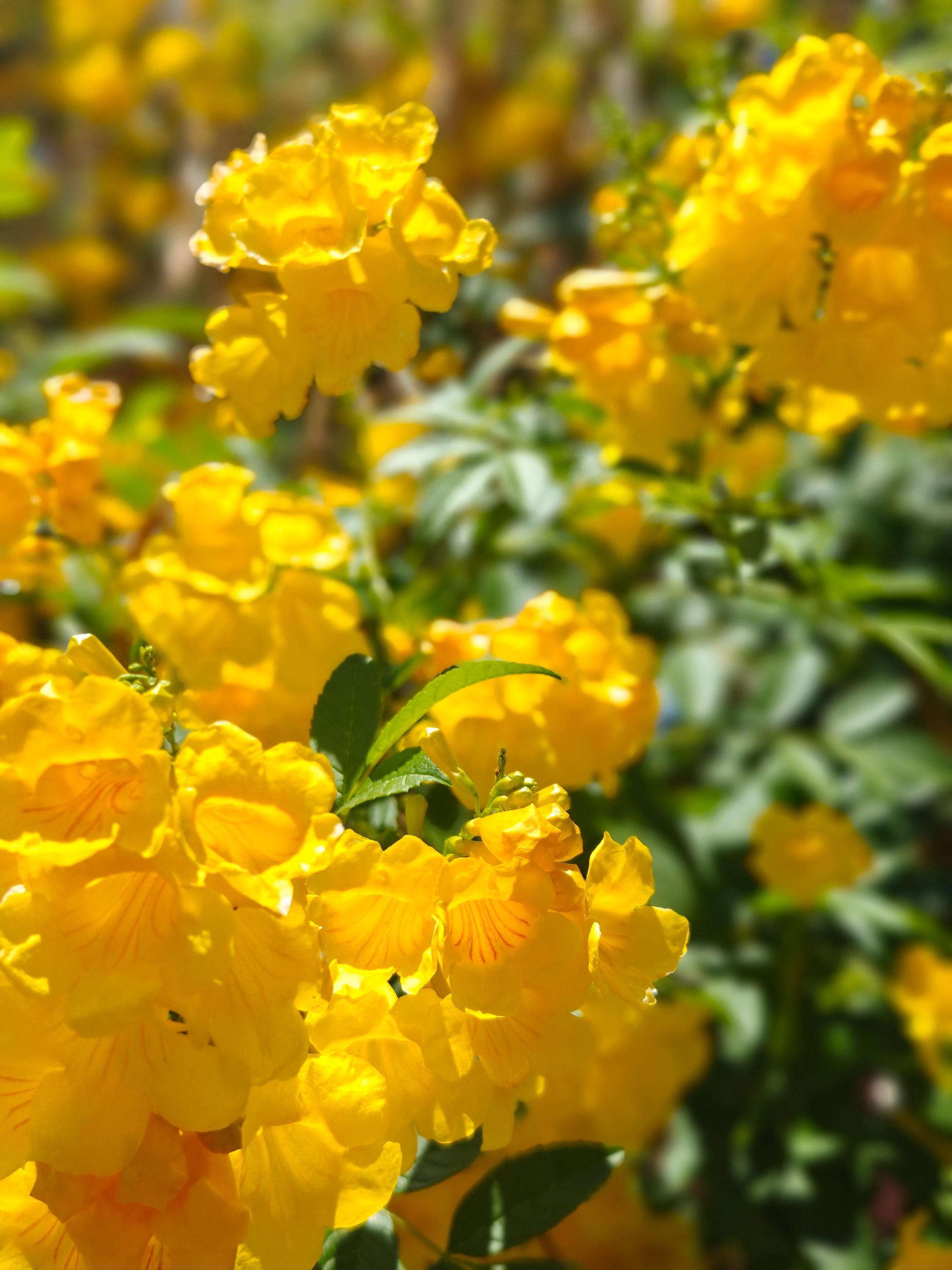 Yellow Bells Seeds - Tecoma Stans - Etsy