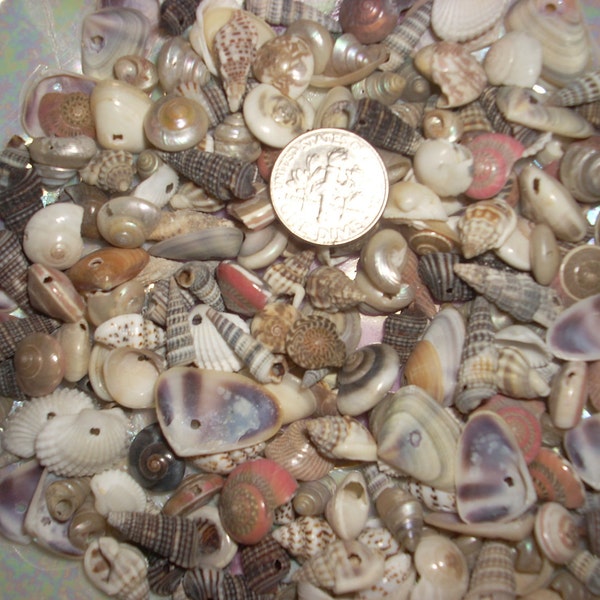 100 PLuS ASsOrTed DRiLLeD SeA SHeLLS SHaBby SHeLL CHiC