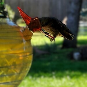 Glass Feeder Flowers – Pest-Free Perches in a Rainbow of Joy image 20