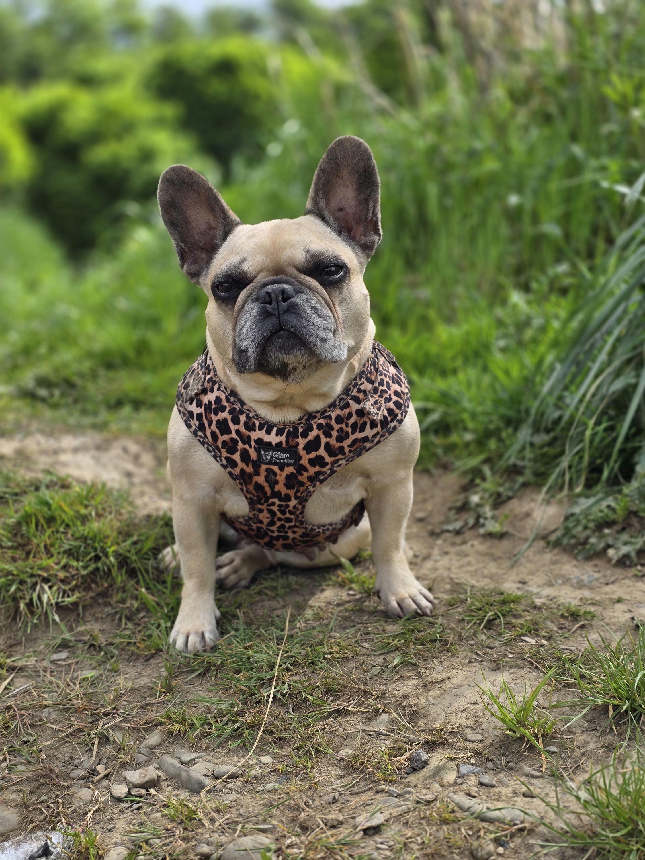 Camicia Con Bottoni Uomo Con Stamapa Di Bulldog Francese - Regalo Per Proprietari Di Cani, Poliestere Leggero, Taglia XL