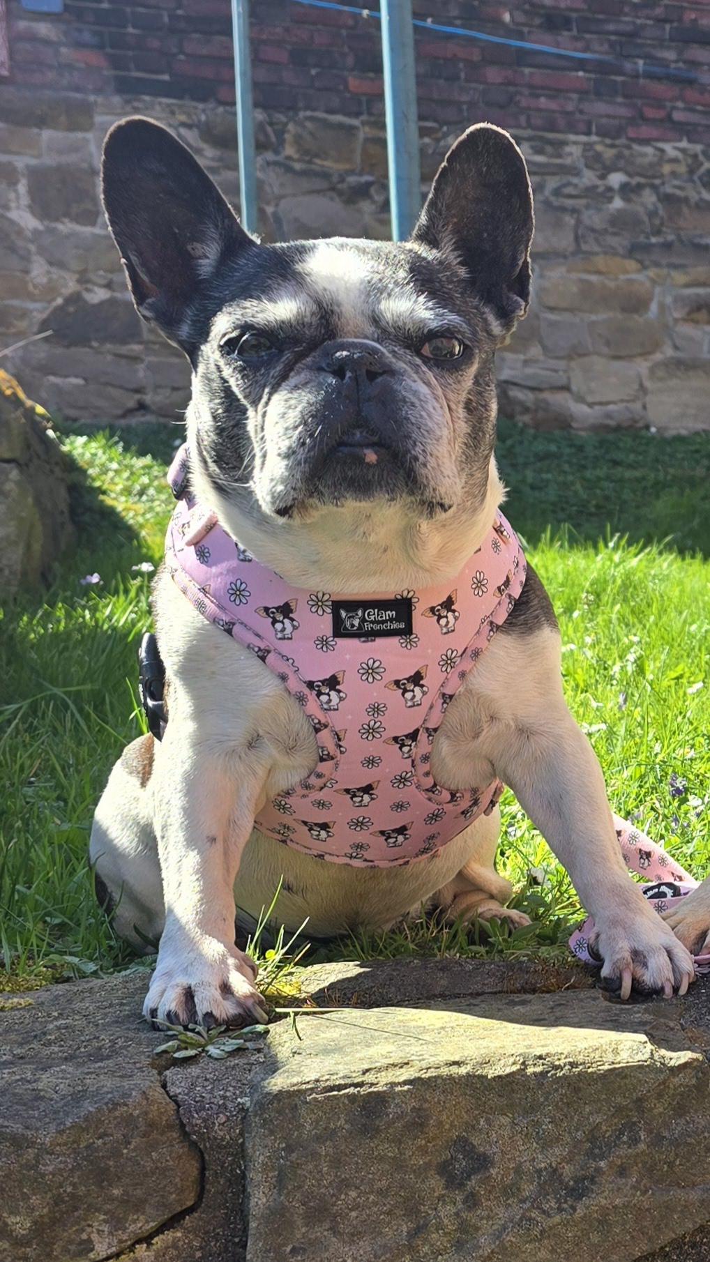 Frenchie halsband - Etsy.de