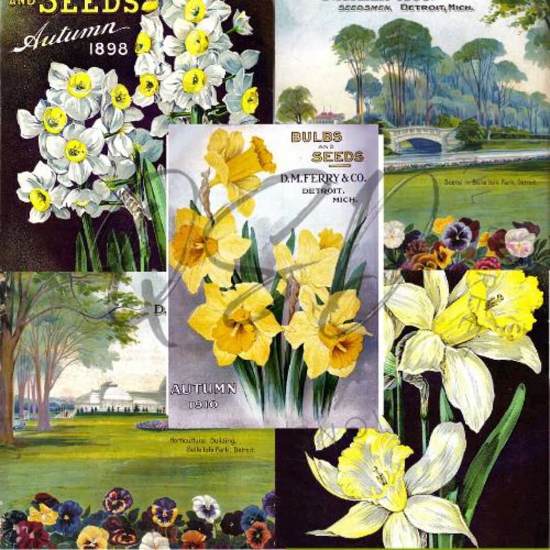 Vintage Seed Catalog Prints, Glossy & Matte Finish, Reproduction