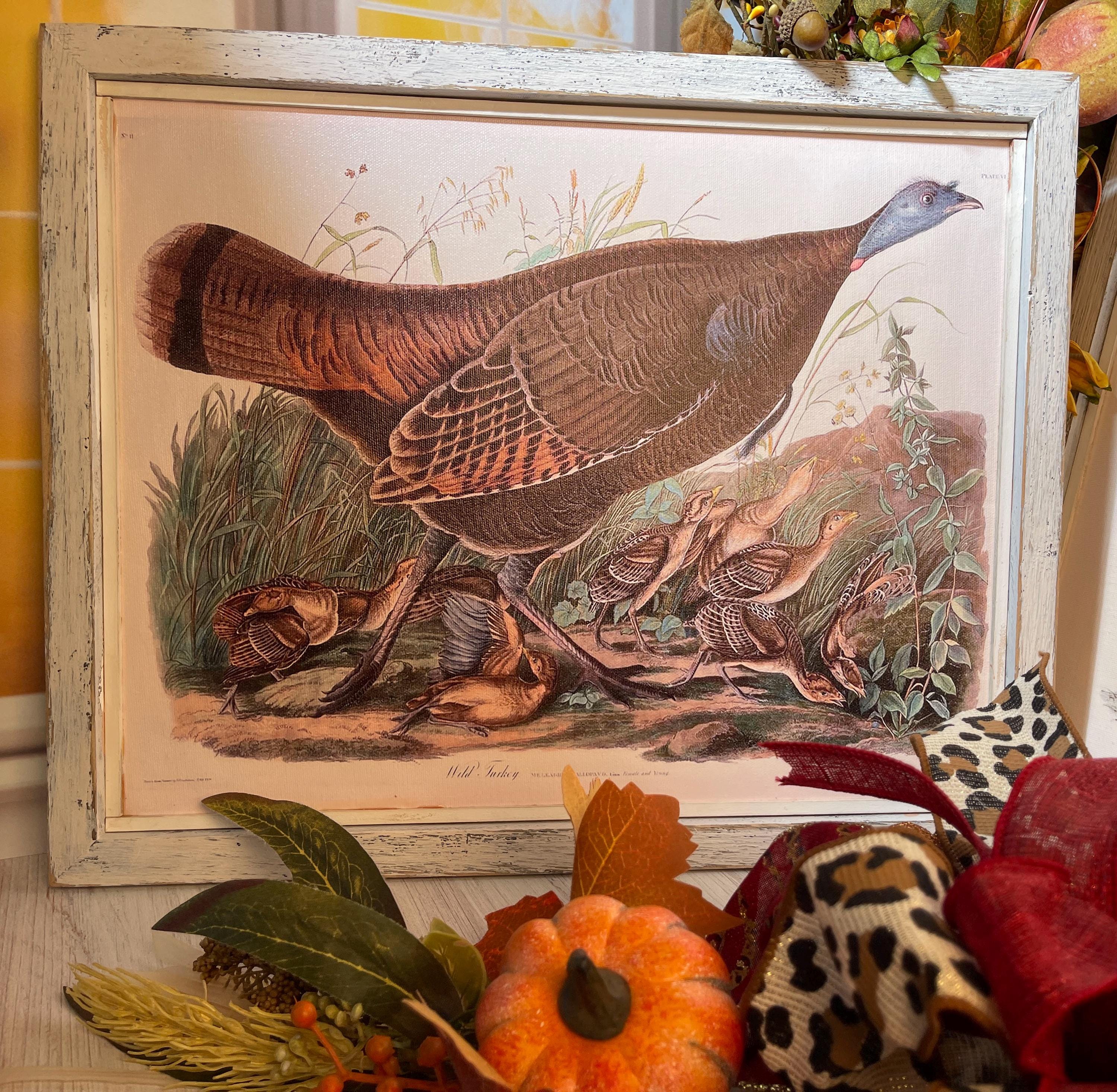 Audubon Wild Turkey Prints, Male Wild Turkey, Female Wild Turkey W ...