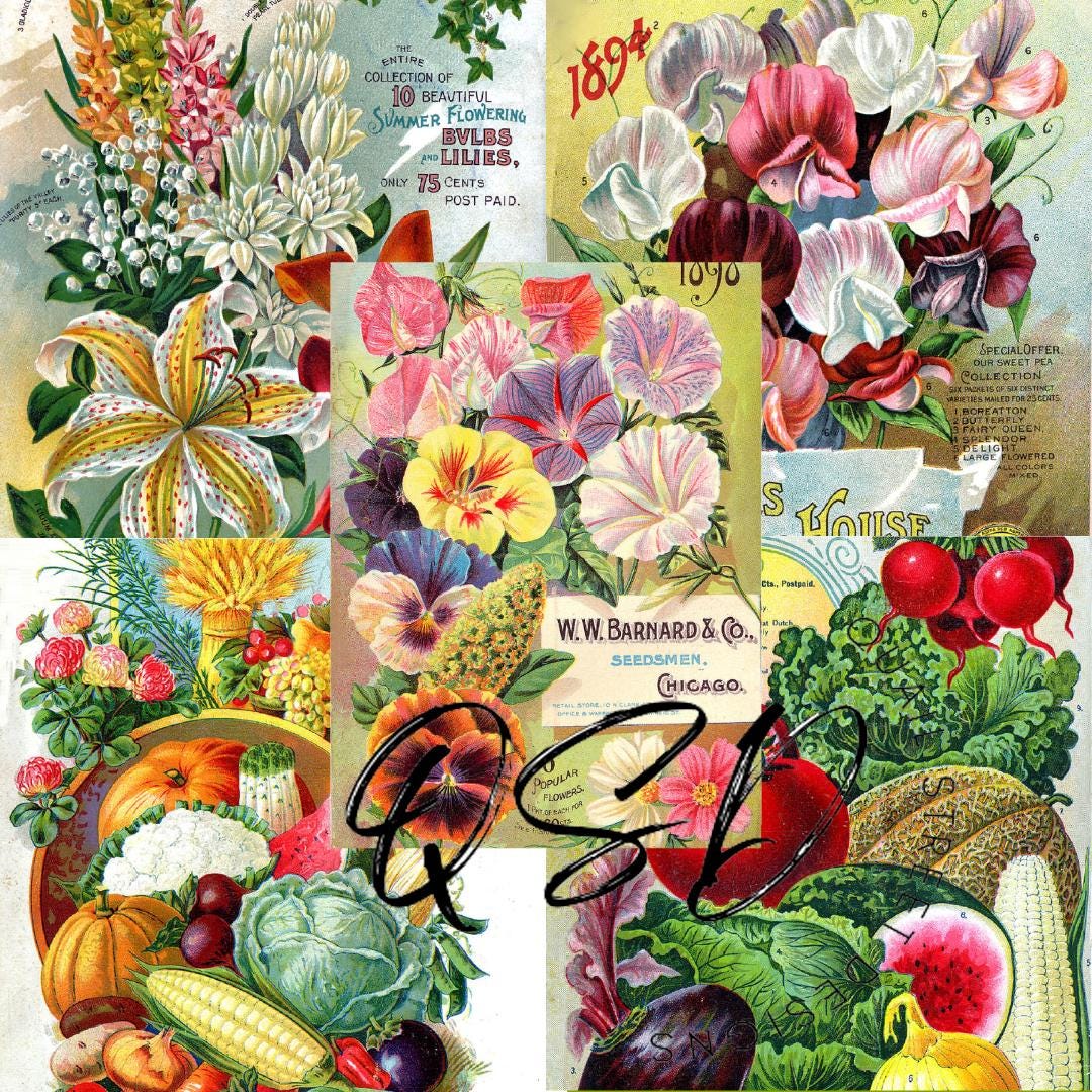 Vintage Seed Catalog Prints, Glossy & Matte Finish, Reproduction