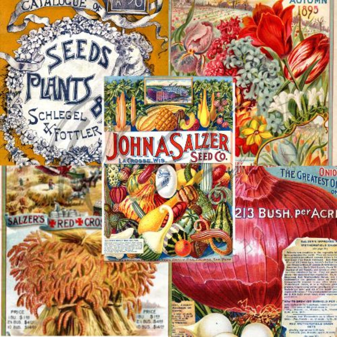 Vintage Seed Catalog Prints, Glossy & Matte Finish, Reproduction