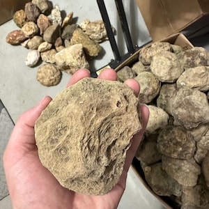 Box of 8 Whole Baseball/Softball Size Kentucky Geodes. •READ DESCRIPTION•
