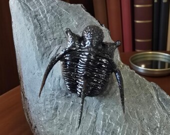 Hollardops mesocristata A級化石三葉虫 timrhanrhart層 デボン紀