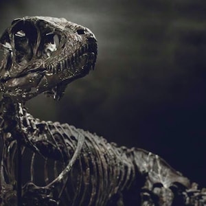 Full-Scale 3D Printed Baby T-Rex Skeleton – Life-Size 1:1 Dinosaur Fossil Model - Kit