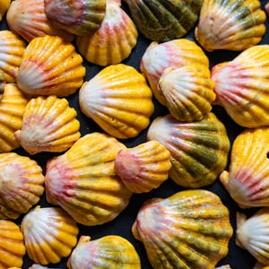 May include: A collection of colorful seashells with a ribbed texture. The shells display a gradient of yellow, orange, pink, and green hues. The arrangement is close-up, showcasing the natural beauty and intricate details of each shell.