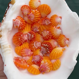 May include: A large, white, open bivalve shell filled with a collection of small, vibrant orange and yellow fan-shaped scallop shells. The scallop shells feature delicate, radiating ridges and subtle pinkish-white gradients along their edges.