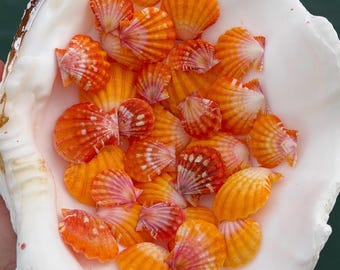 Hawaiian Sunrise Shells - 25 dollars