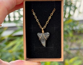 Custom Shark Tooth Necklace