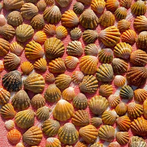May include: A collection of numerous small, ribbed seashells in various shades of orange, yellow, brown, and tan. The shells are scattered across a textured surface with a repeating white and red woven pattern, displaying natural ridges.
