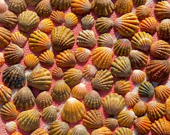 Hawaiian Sunrise Shells - 15 Dollars l