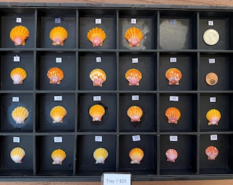 Custom Hawaiian Sunrise Shell Jewelry (*please do not purchase this listing, see description for ordering instructions)