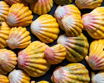 Hawaiian Sunrise Shells - 10 Dollars
