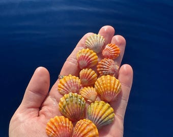 Hawaiian Sunrise Shells - 20 Dollars
