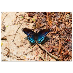 Red Spotted Purple Butterfly Acrylic Print – Insect Wildlife Fine Art Wall Decor Photography