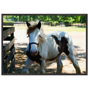 Póster premium de caballo gitano Vanner de ojos azules con marco de madera y papel mate de calidad museística.