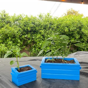 May include: Two bright blue wooden planters, one small and one larger, each filled with soil and young green plants. The planters are rectangular with a layered design. The background features lush green foliage and string lights.