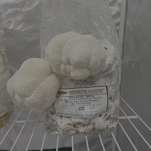 3lbs Lion’s Mane Mushroom Grow Kit – Fresh, Medicinal, and Easy to Grow