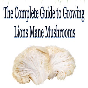 The Complete Guide To Growing LIONS MANE MUSHROOMS