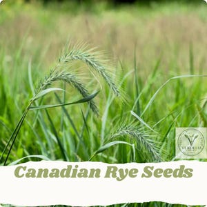 May include: Green Canadian rye seeds stalks with long, slender, feathery seed heads growing in a field. A circular logo with the text Verdelia Garden is visible in the corner, and the text Canadian Rye Seeds is printed at the bottom.