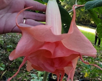 Brugmansia (aka Angel's Trumpet)  "Sommer Joy" .. 3 cuttings