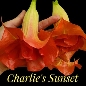 Brugmansia (aka Angel's Trumpet)  "Charlie's Sunset” … quart