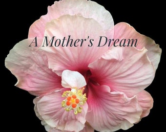 Cajun Hibiscus "A Mother's Dream" .. gallon