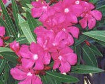 Oleander - "Hardy Red" ... starter plant