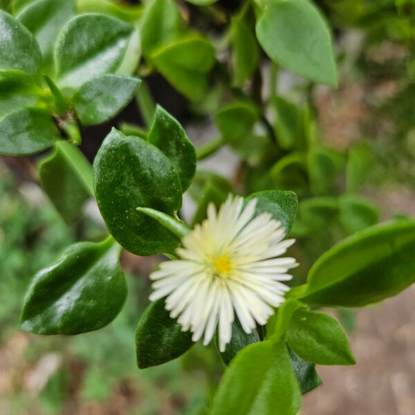 Aptenia Cordifolia .. white Ice Plant  ... 4 inch