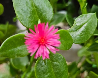 Aptenia Cordifolia .. pink Ice Plant  ... 2 plants