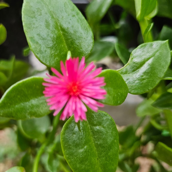 Aptenia Cordifolia .. pink Ice Plant  ... 4 inch