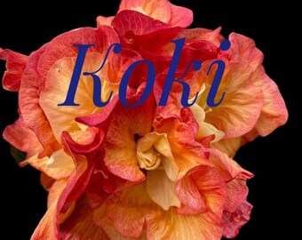 Cajun Hibiscus "Koki" .. gallon