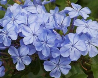 Blue Plumbago Plant