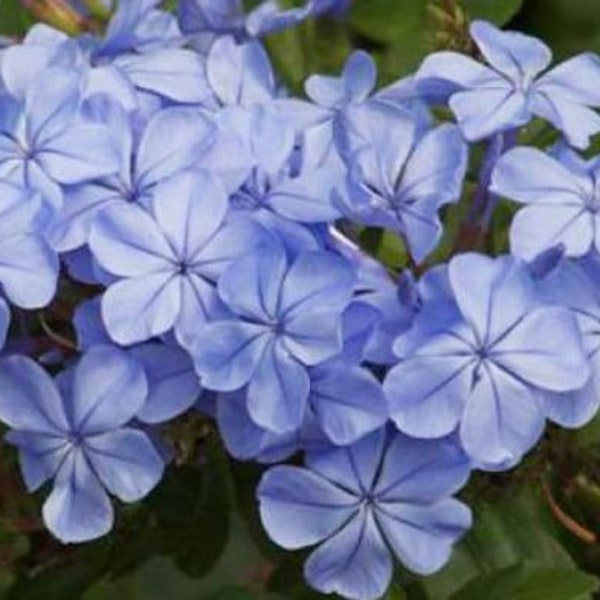 Blue Plumbago Plant