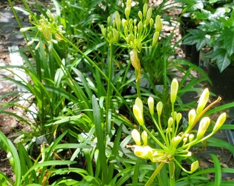 Agapanthus Straight A Shona  ... Lily of the Nile ... (2) gallon size plants